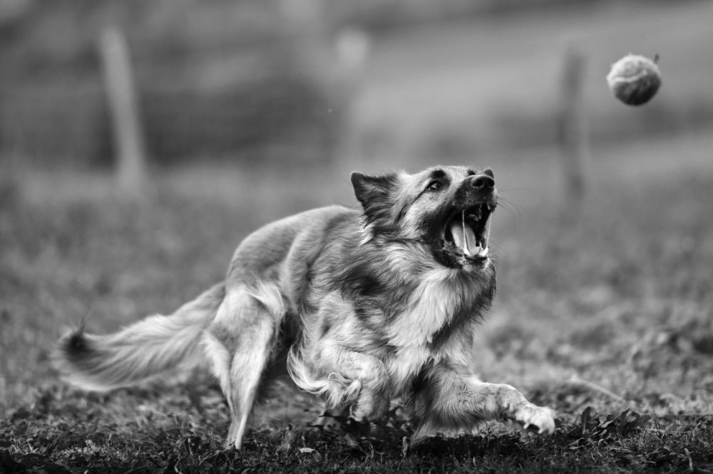 Photograph by Sébastien Wautié