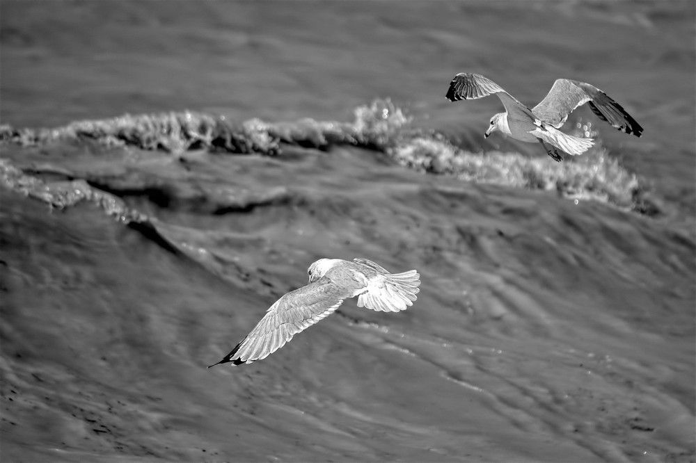 Photograph by A. G. Bishop