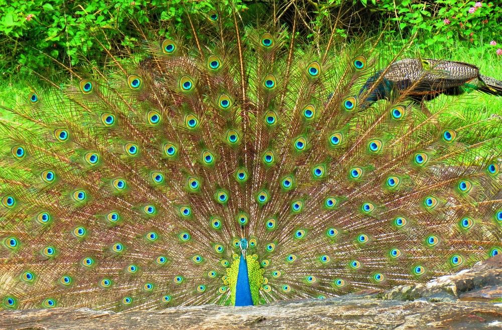 Photograph by ANISH BISWAS