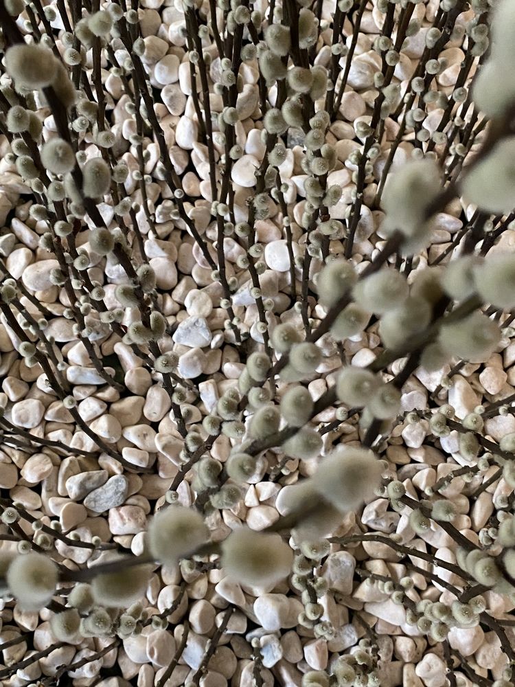 Photograph by Luís Damas