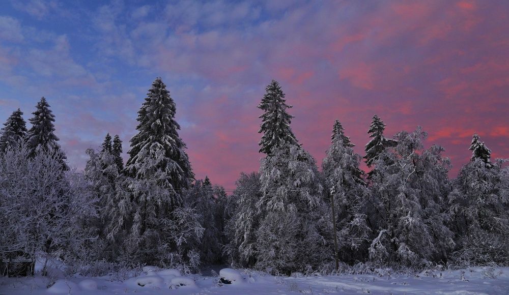 Рассвет над лесом.