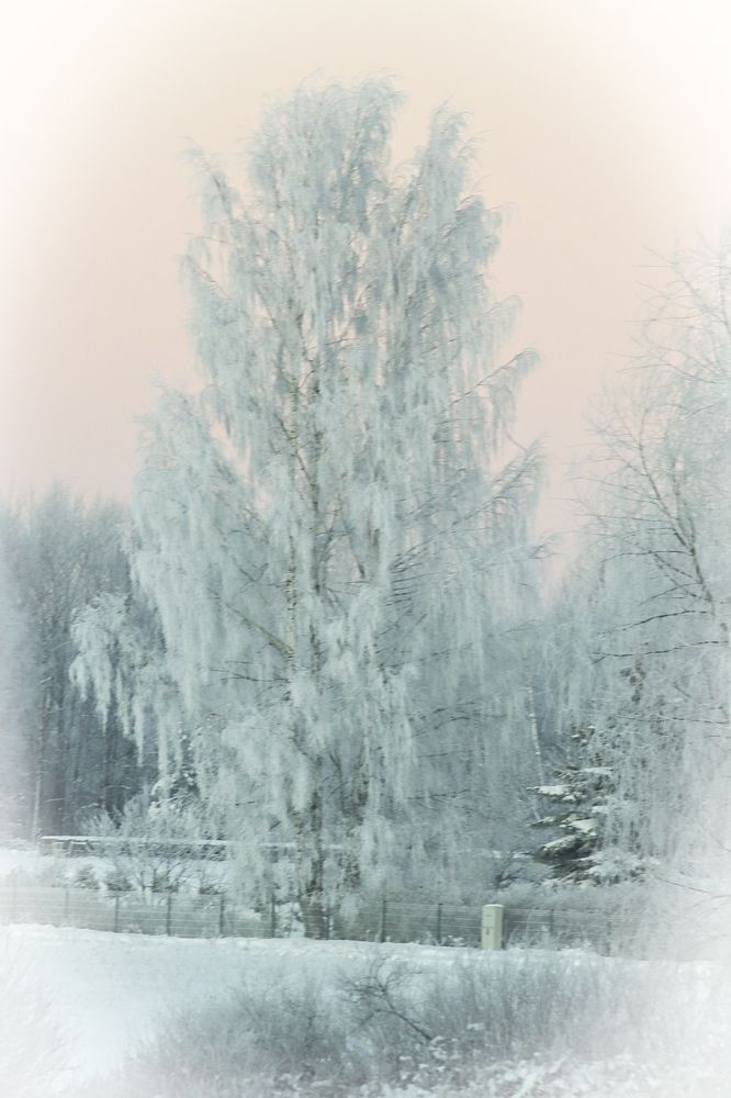 Photograph by Jelena Dzene