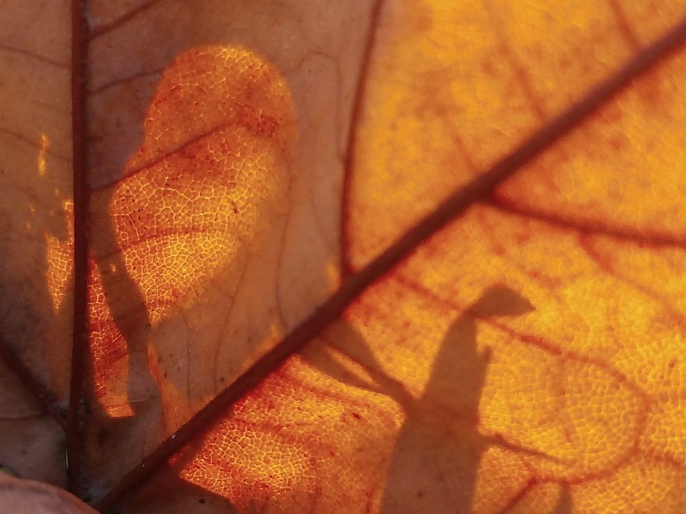 Photograph by Николай Боярин