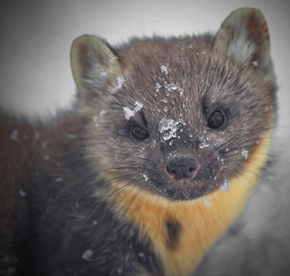 Photograph by Юрий Митенёв