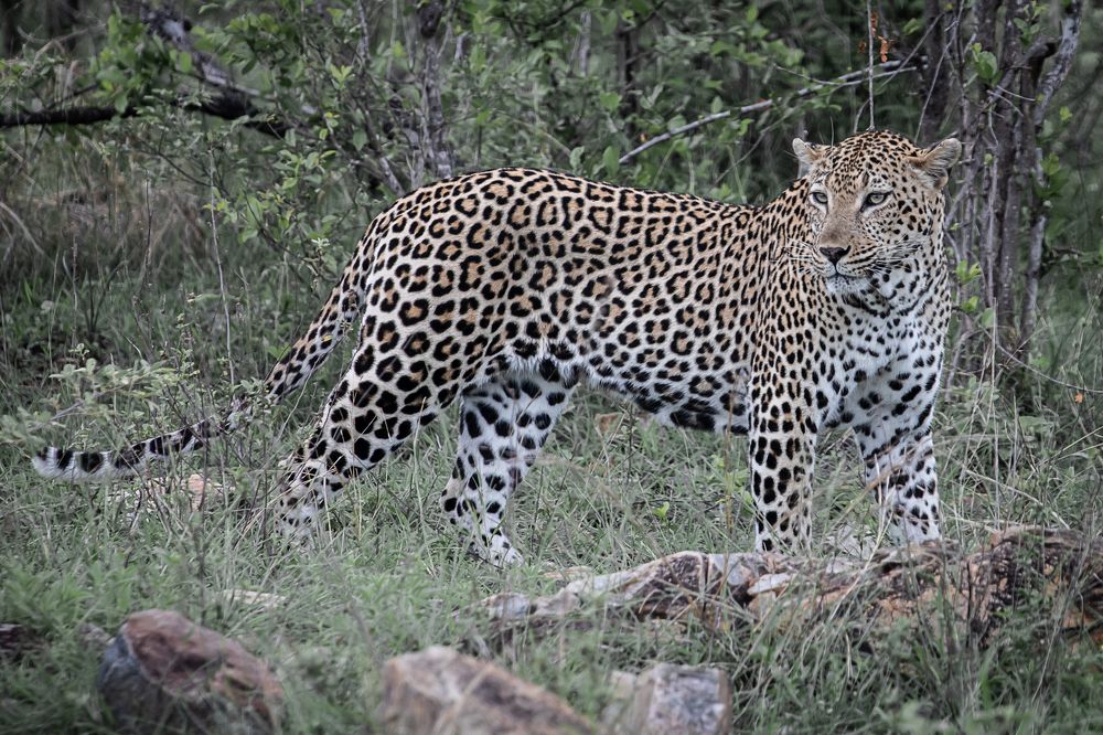 Photograph by Михаил Анастасьев