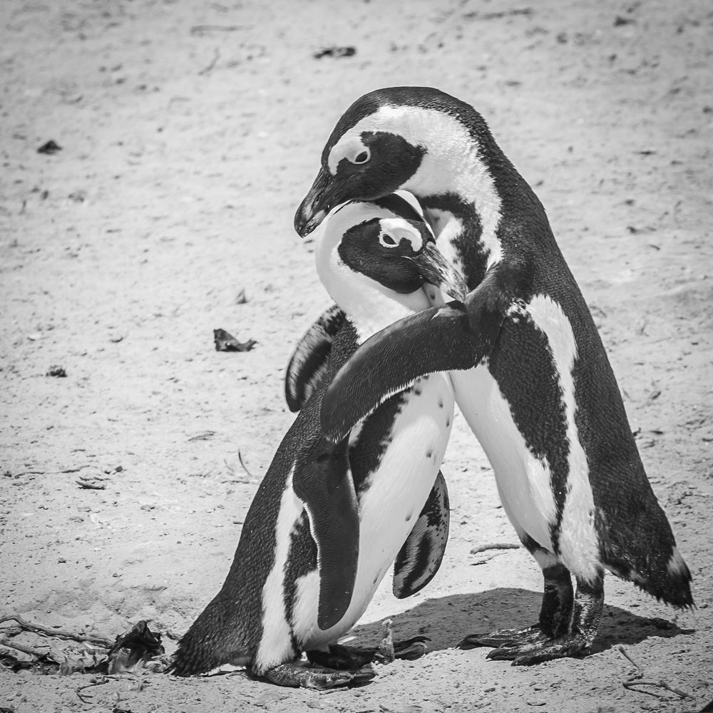 Photograph by Михаил Анастасьев