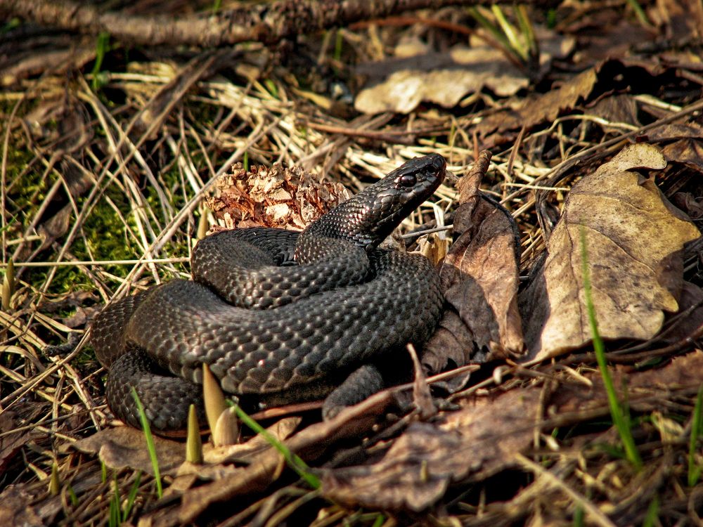 Photograph by Андрей Черкунов