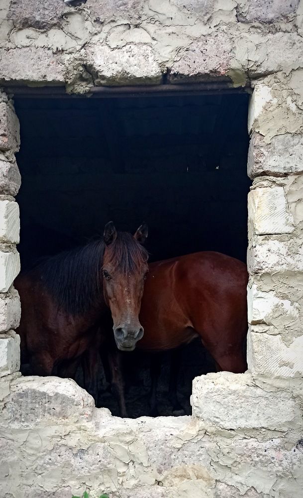 Лошади из тени