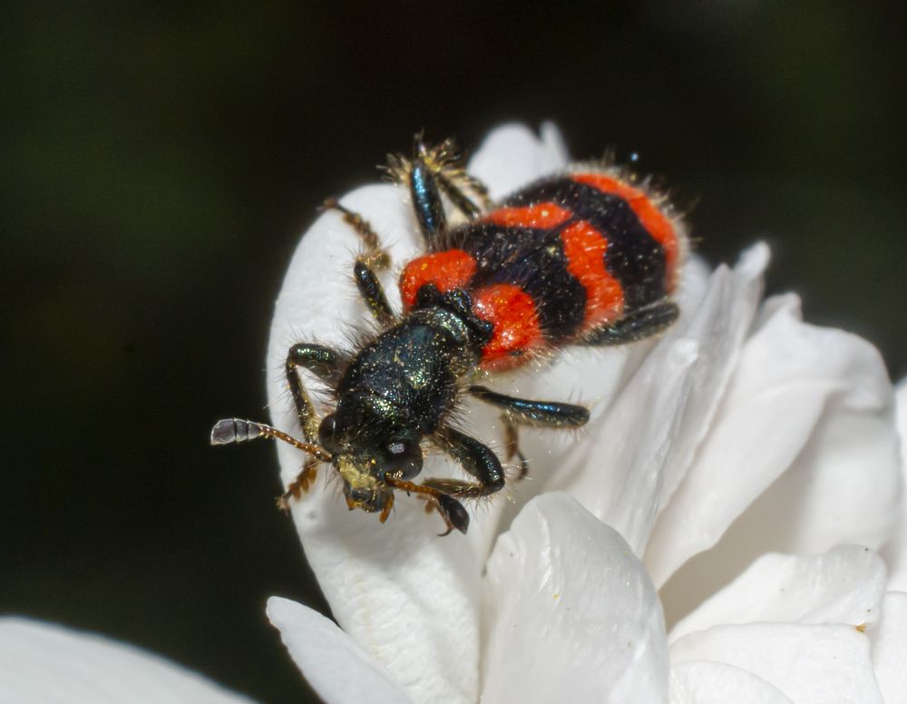 Photograph by Сергей Савчук