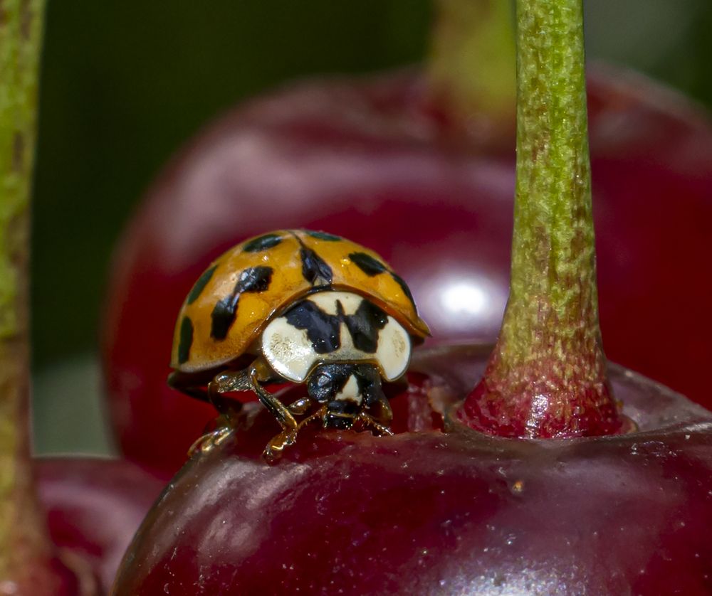 Photograph by Сергей Савчук