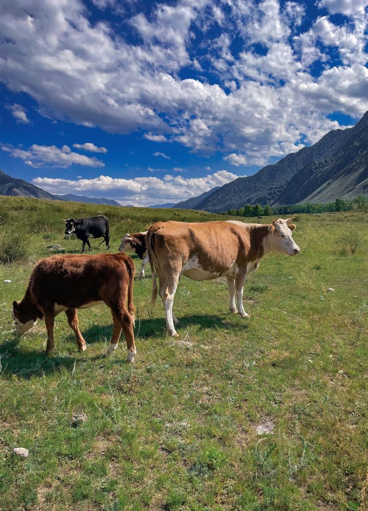 Photograph by Анастасия Каланакова