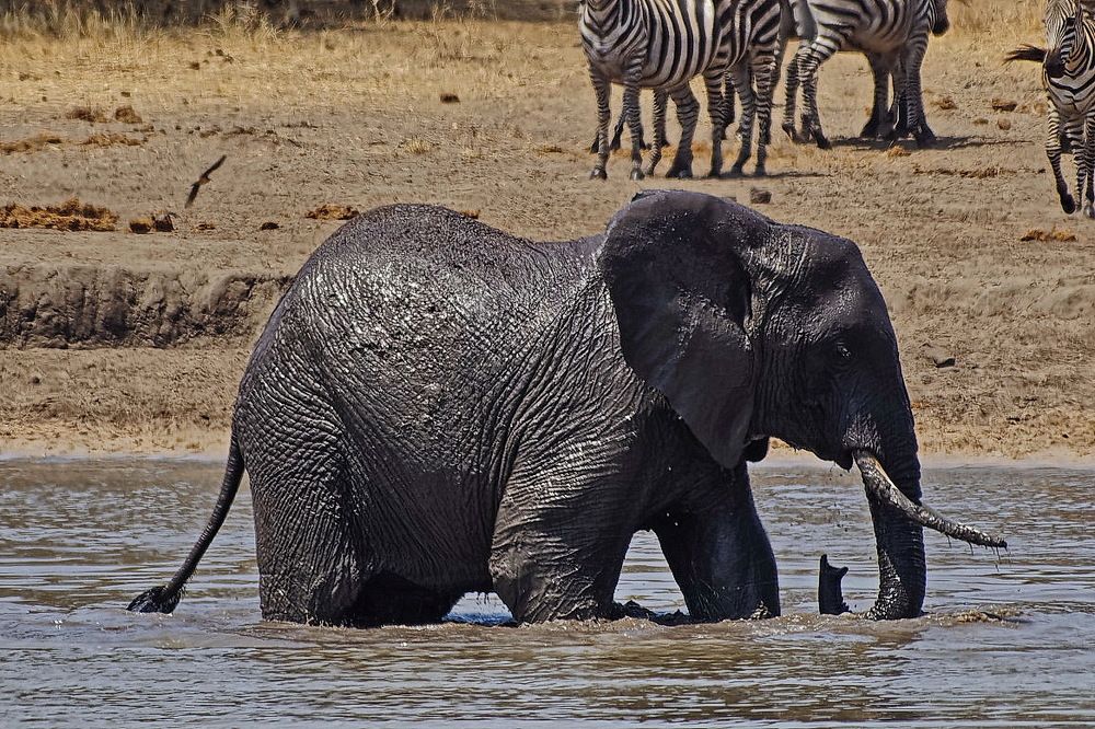 Танзанийские слоники.