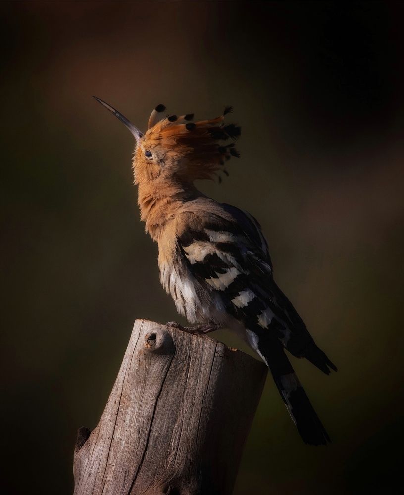 Фотография автора Hamidreza Saedi