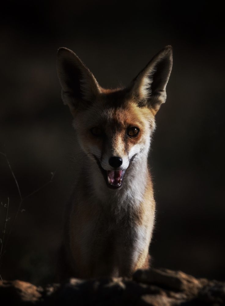 Фотография автора Hamidreza Saedi