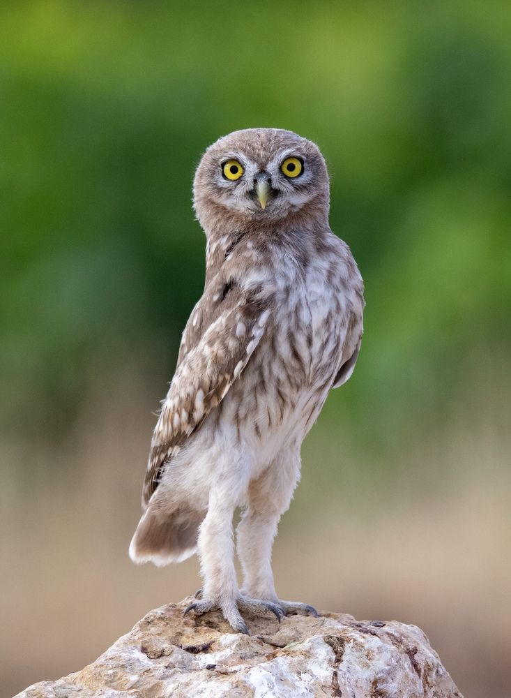 Фотография автора Hamidreza Saedi