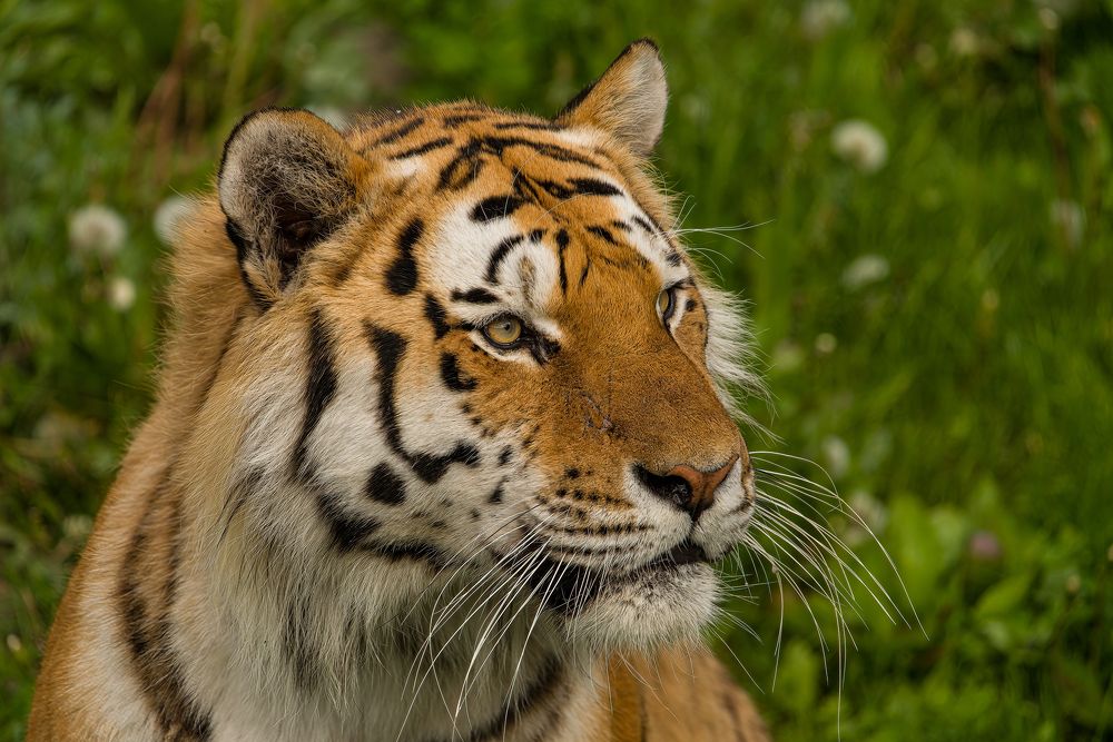 Фотография автора Julia A Caesar