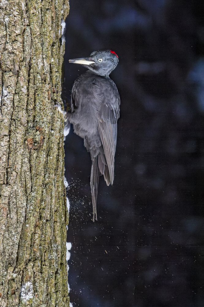 Желна спешит устроиться на ночлег.
