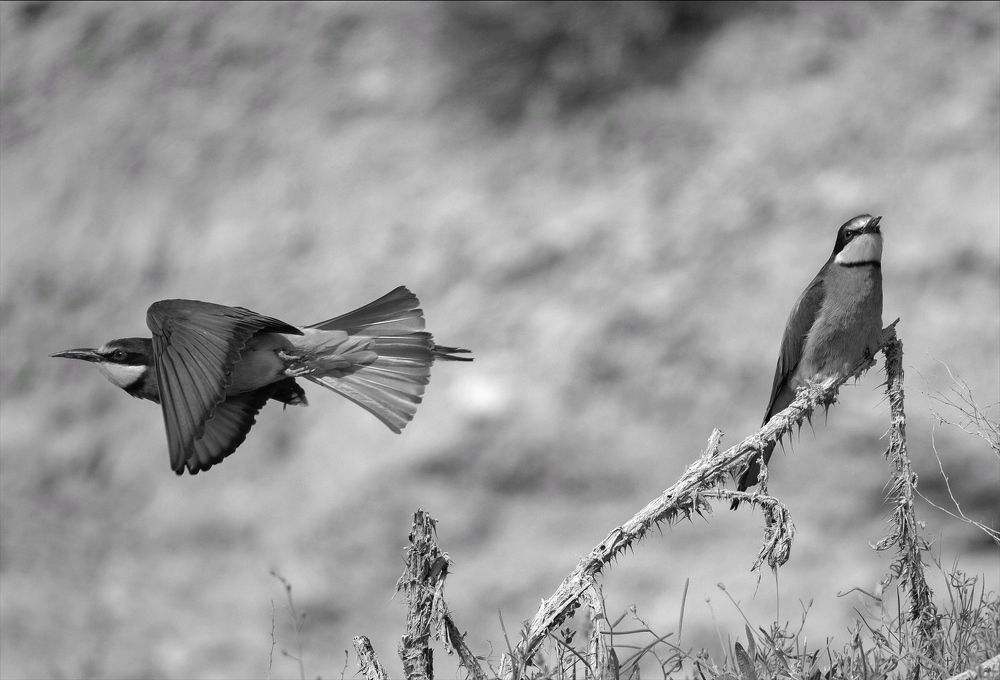 Фотография автора Hamidreza Saedi