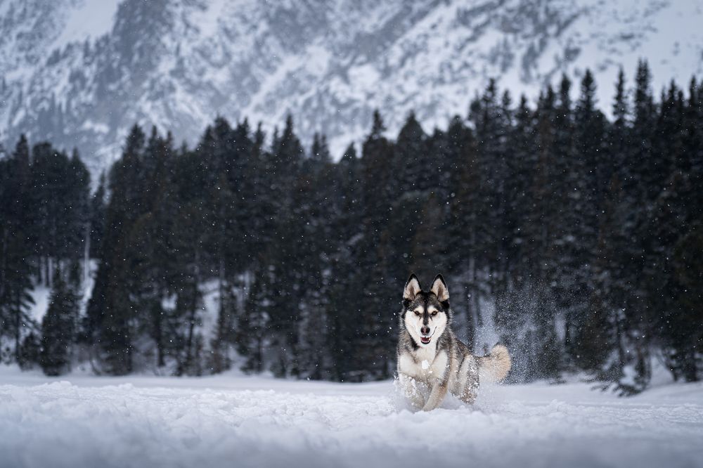 Photograph by Krisztián Csalami