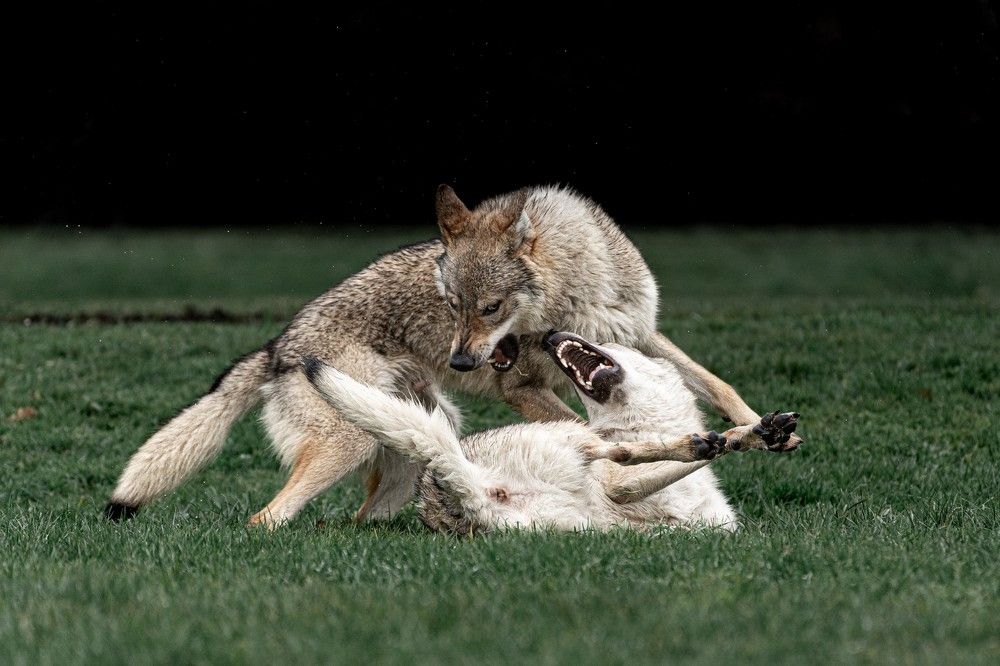 Фотография автора Krisztián Csalami