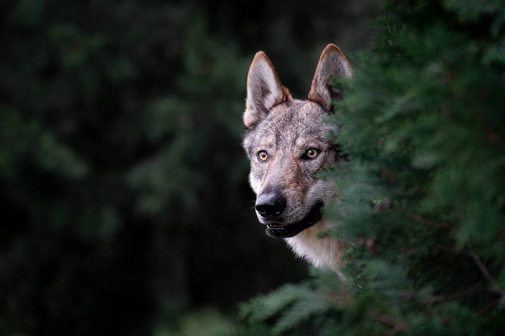 Czechoslovakian wolfdogs