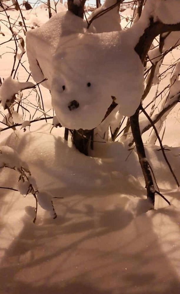 Photo #8525070