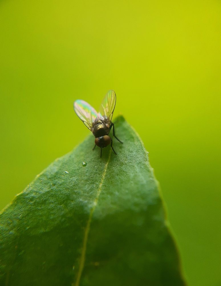 Macro