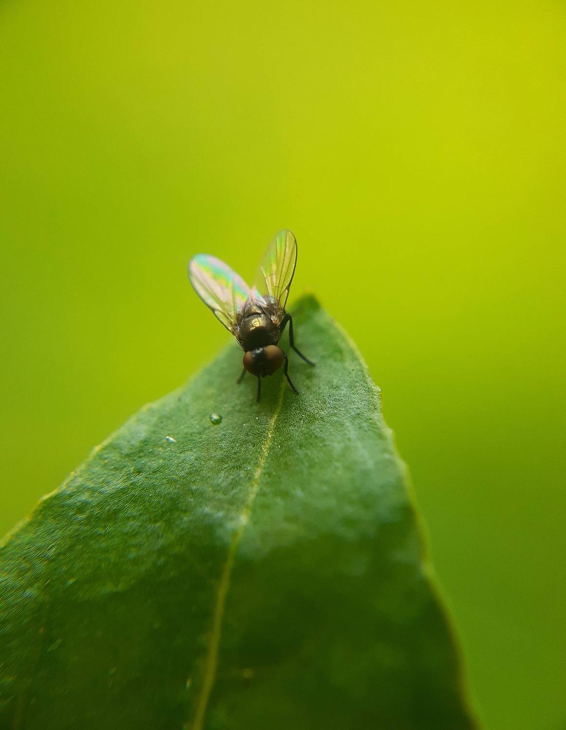 Macro