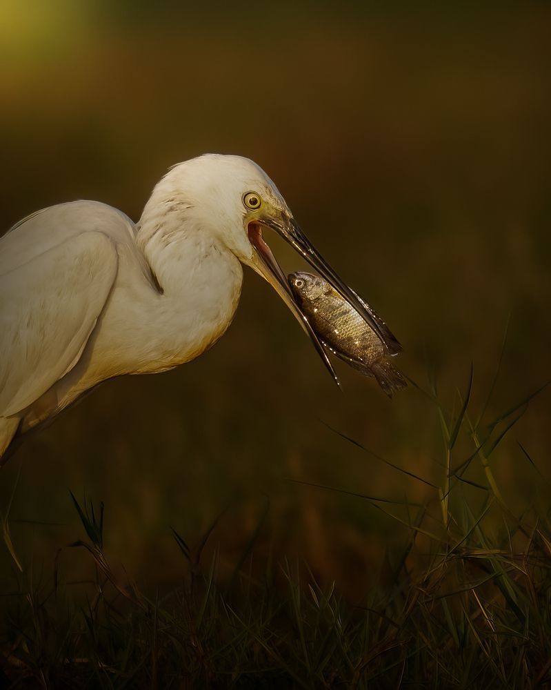 Фотография автора Sunny Saha Pramanick