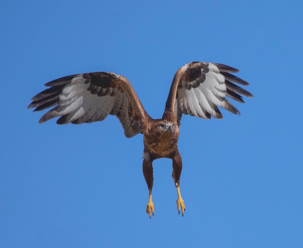 Фотография автора Hamidreza Saedi