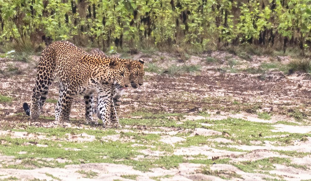 Photograph by M.I.M. Mahir