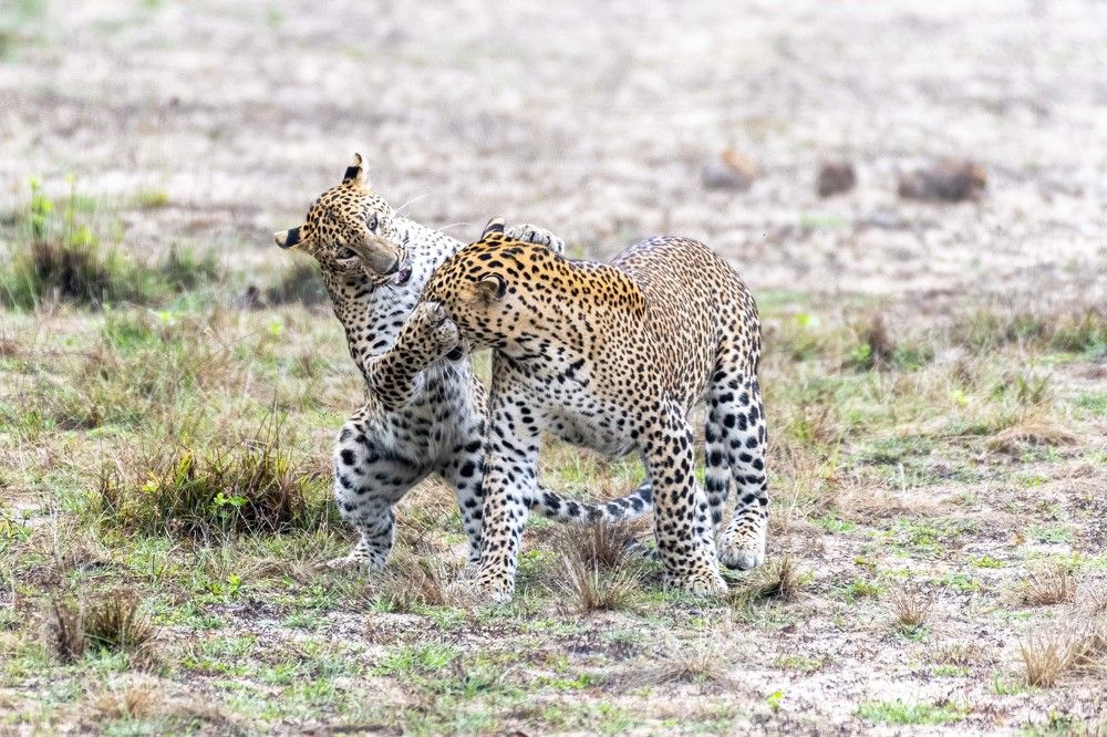 Photograph by M.I.M. Mahir