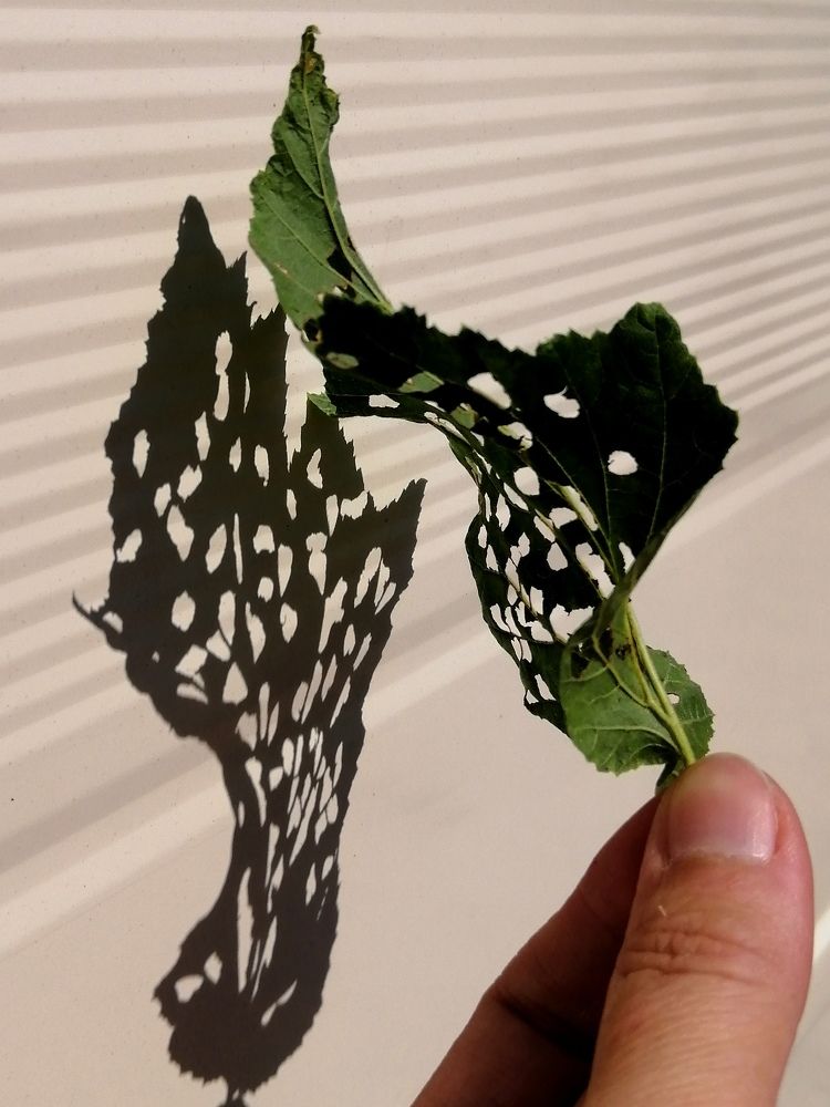 Photograph by Светлана Веселовская