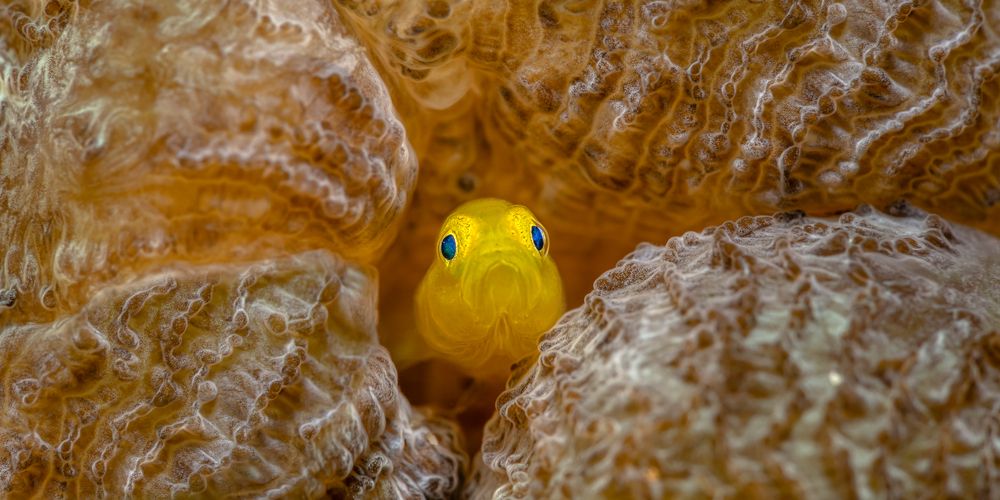 Царь. Просто Царь