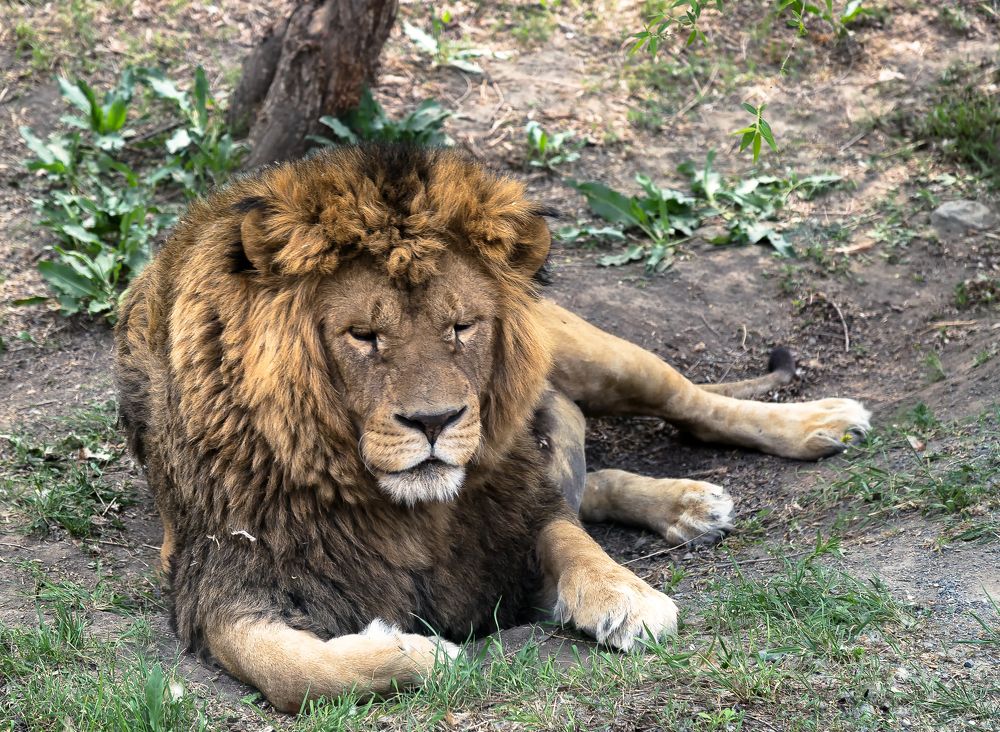 Царь зверей.