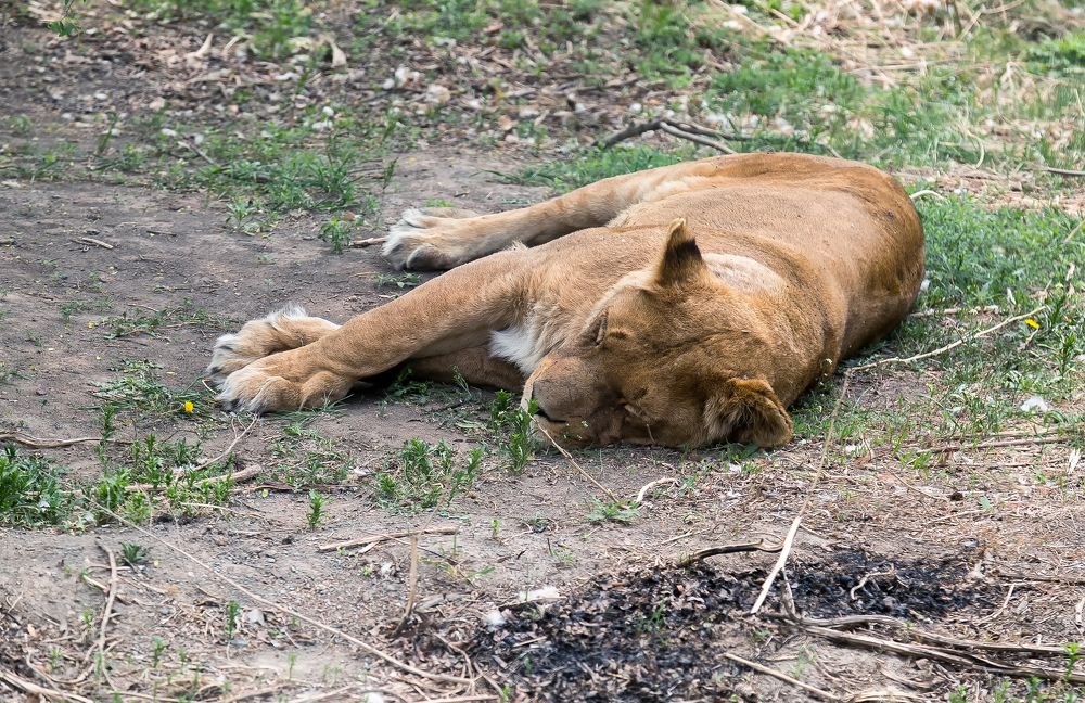 Полуденный сон.