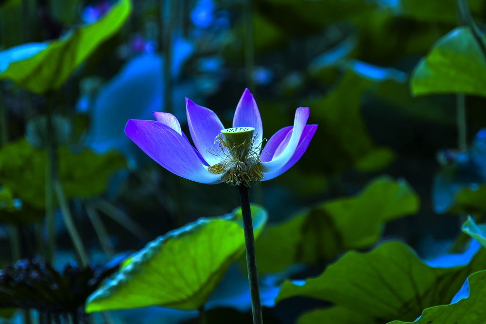 Photograph by 