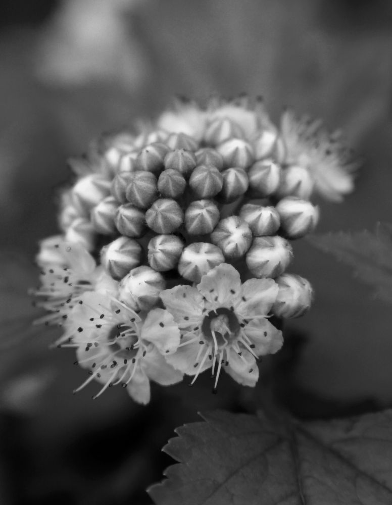 Photograph by Баженова Наталья