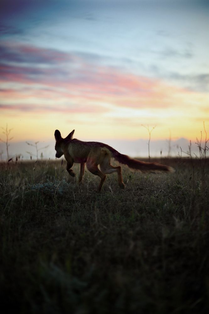 Photograph by Стоцкая Олеся