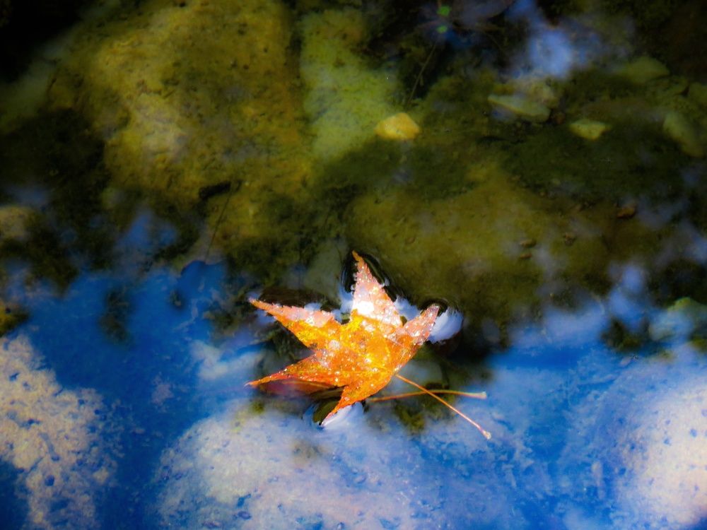 One Leaf Knows Autumn