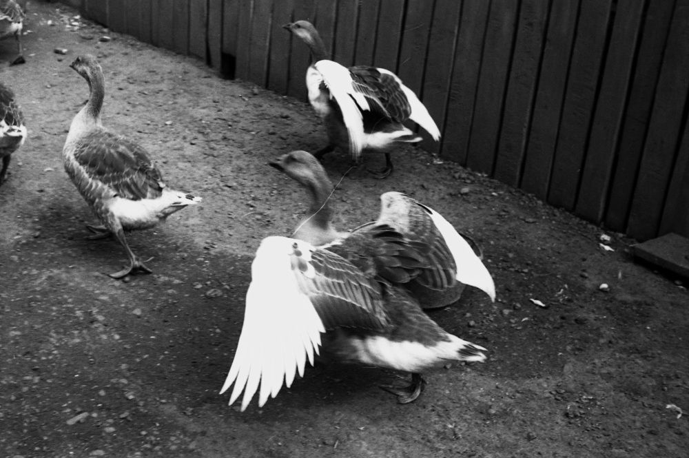 Кто быстрее...?!