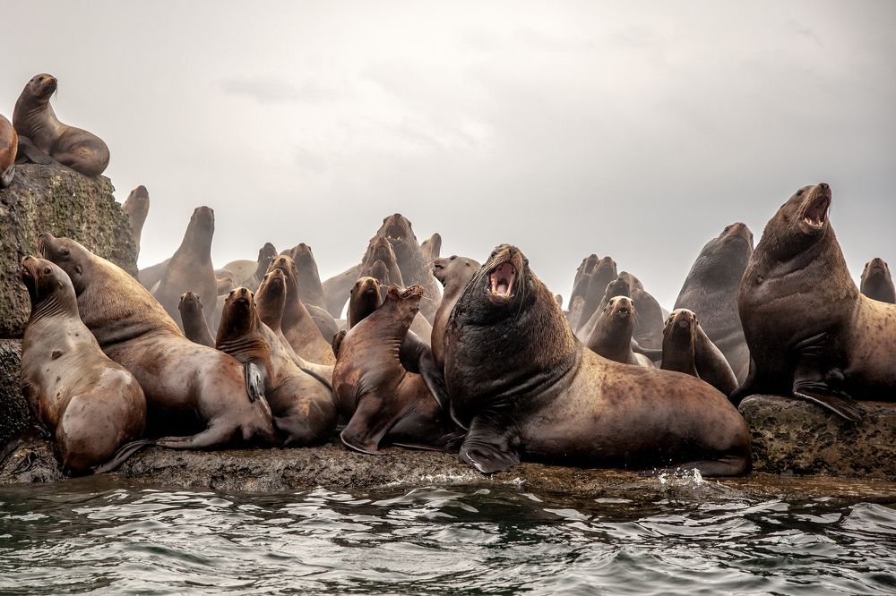 Photograph by Максим Тыщенко