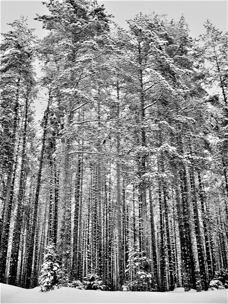 Photograph by Татьяна Красавцева