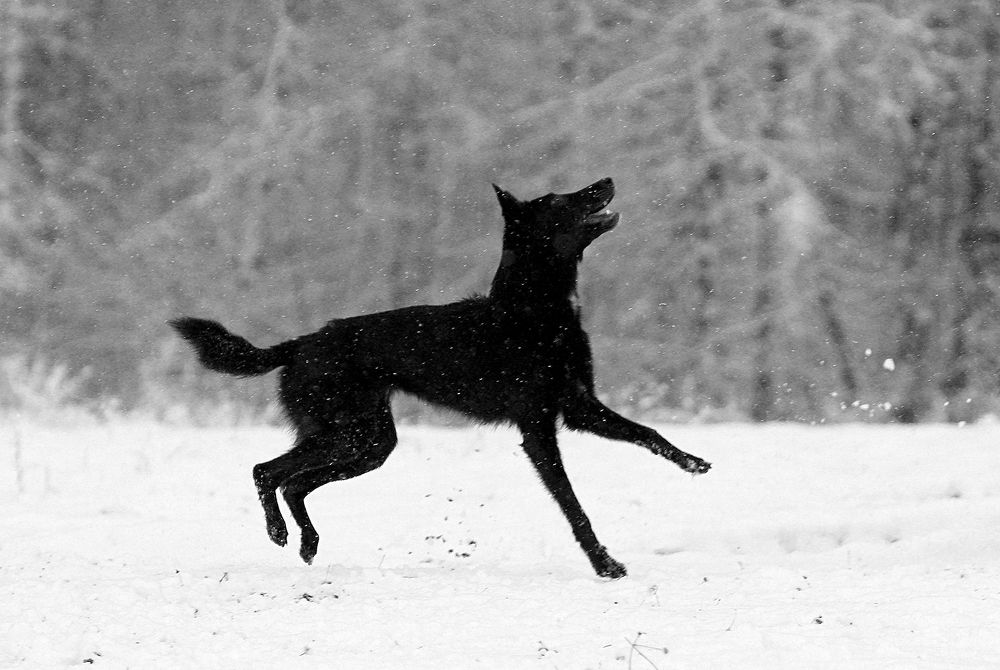 Фотография автора Надежда Лисицына