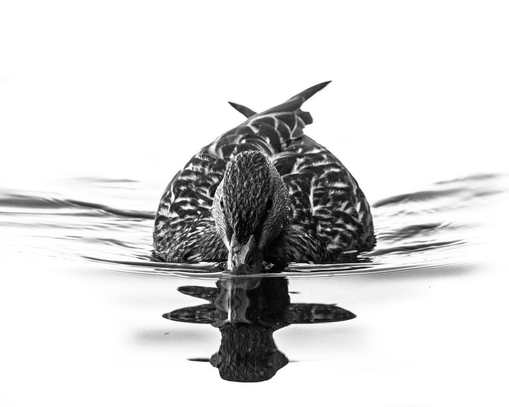 Photograph by JAMES BAILEY