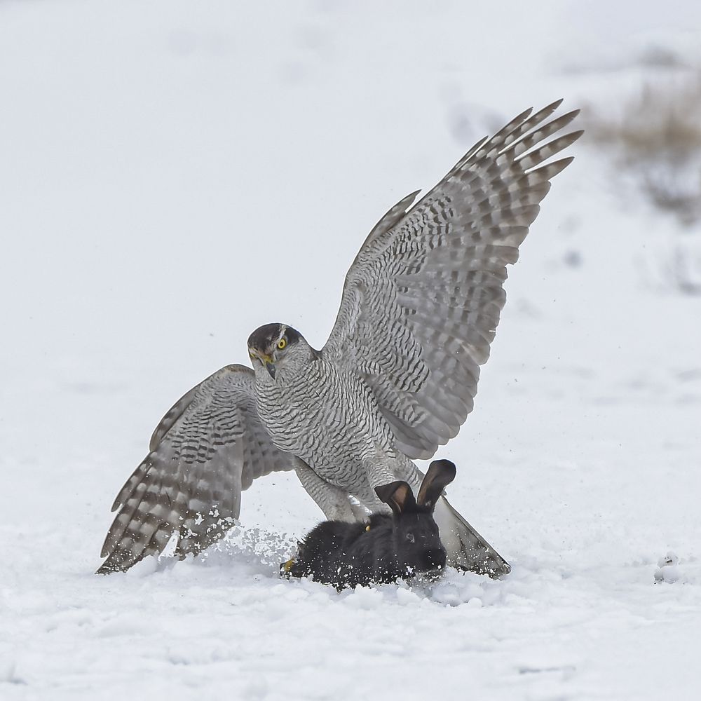 Photograph by Владимир Пронин