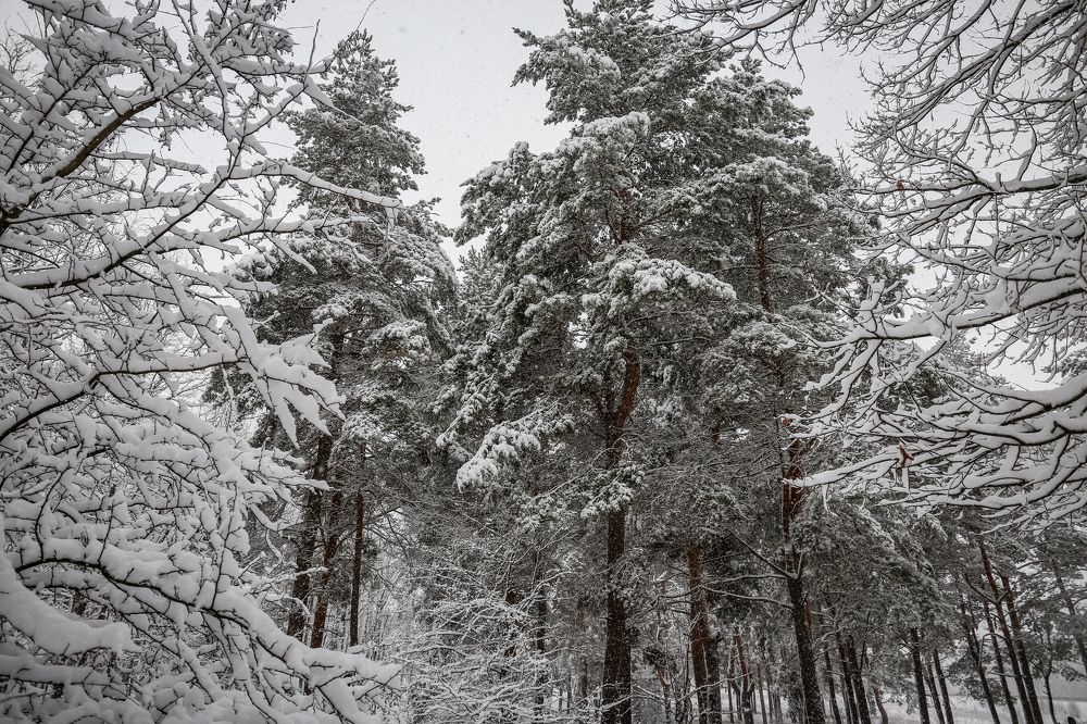 Photograph by Александр Карасев