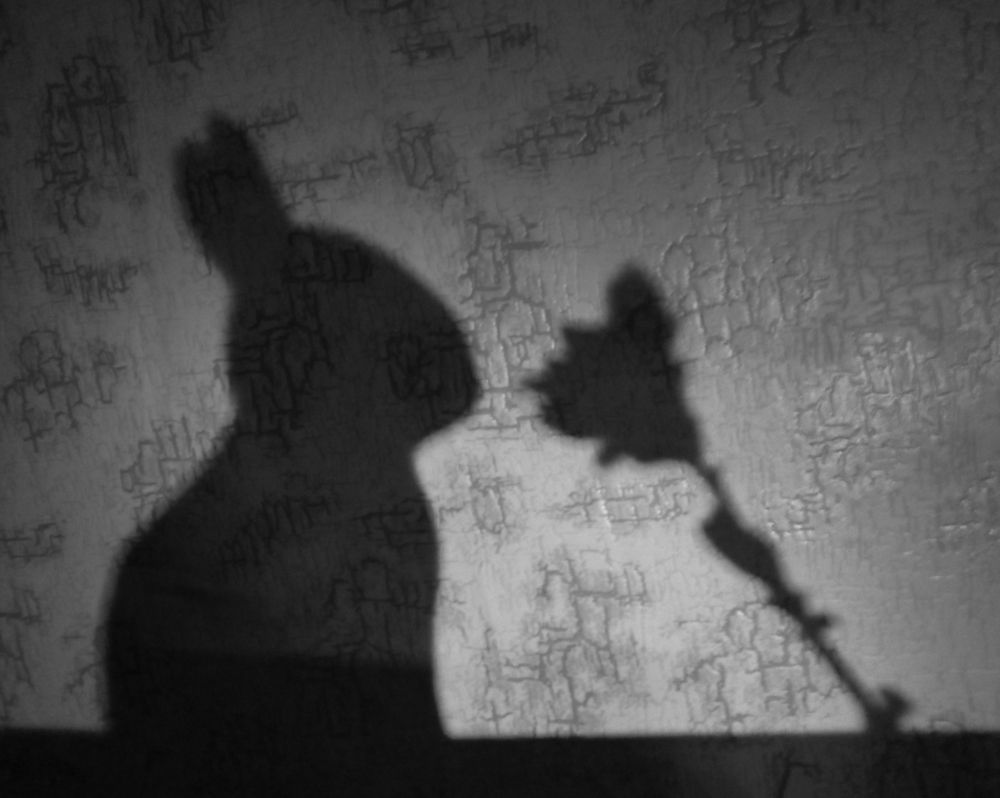 Shadow: rabbit and flower