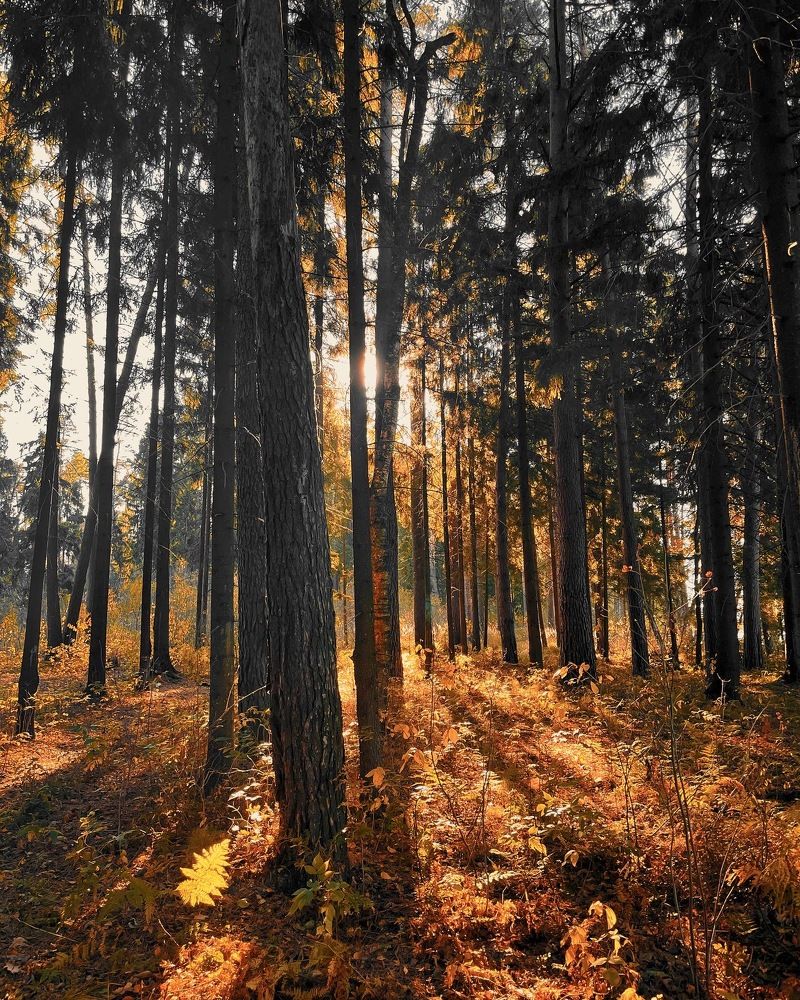 Photograph by Анастасия Каланакова