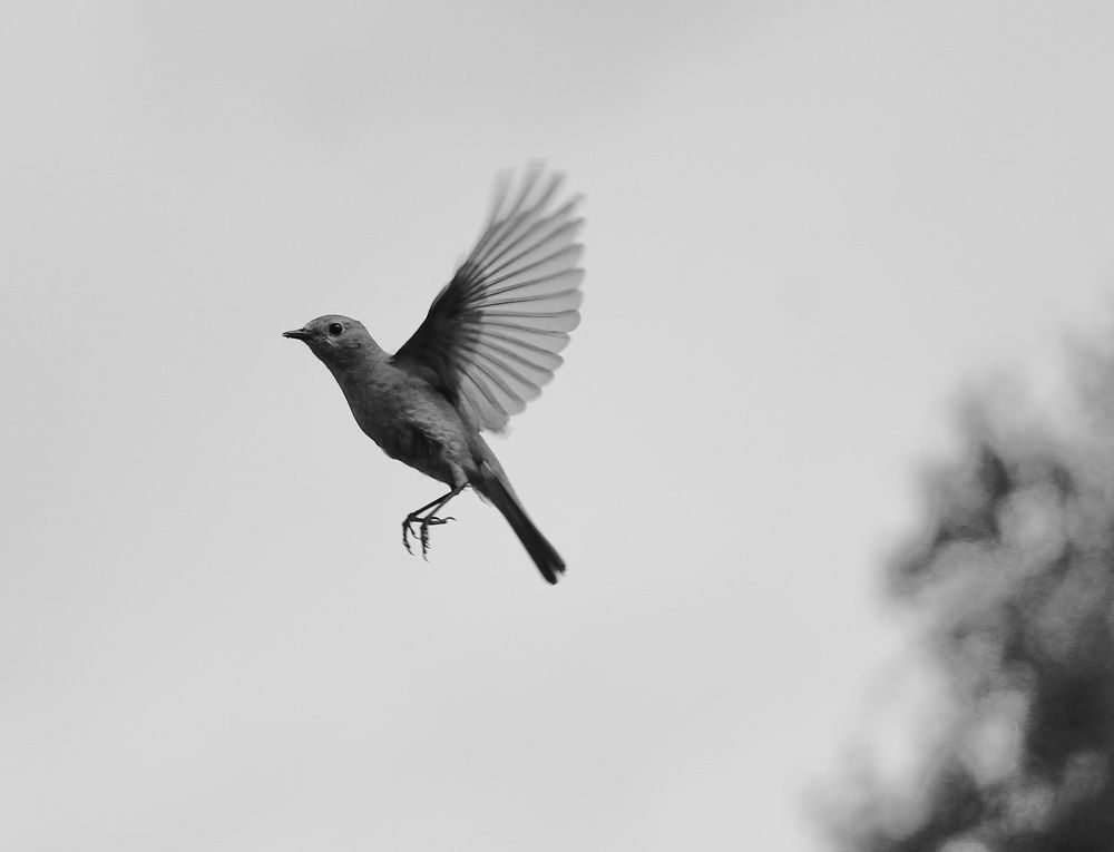 Photograph by Леунина Людмила